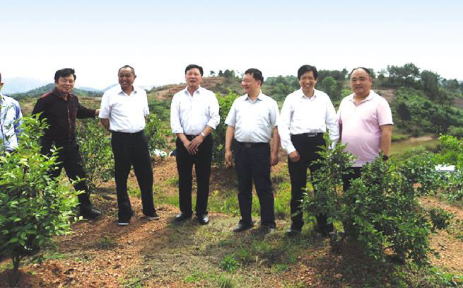 临湘市人大向导来公司茶山购宝钱包官网农业基地视察