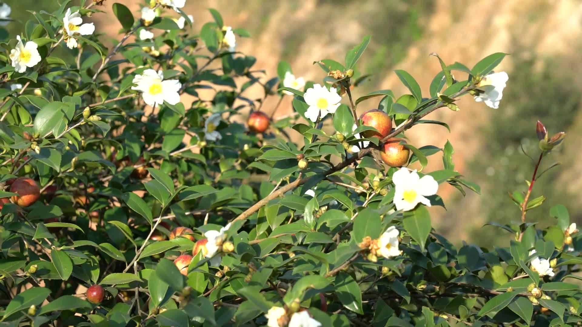 挂果着花-购宝钱包官网农业茶油莳植基地