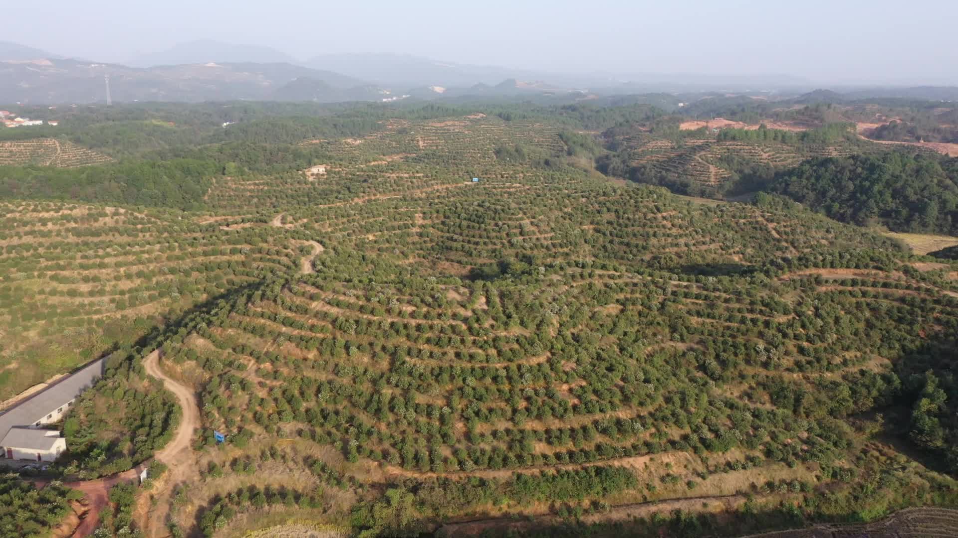 俄公塘基地-购宝钱包官网农业茶油莳植基地