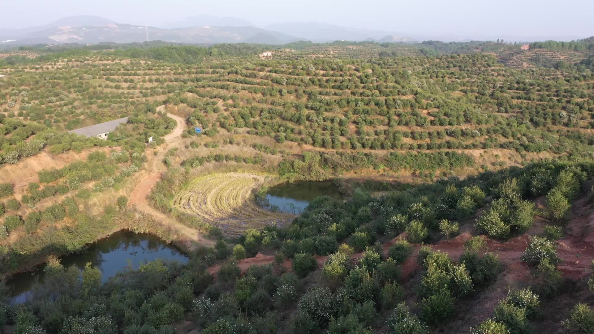 茶山一片区基地-购宝钱包官网农业茶油莳植基地