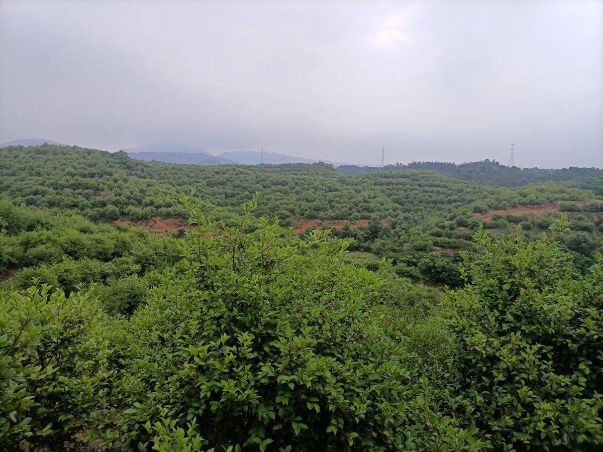 购宝钱包官网农业甘田基地