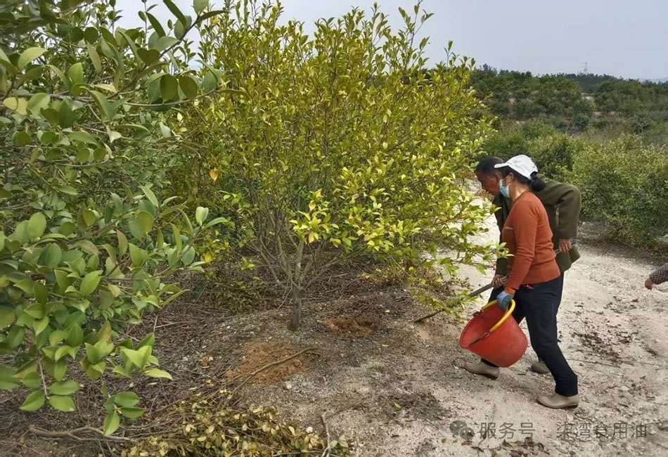 湖南购宝钱包官网：油茶管护正其时，，，，，工业生长好春光