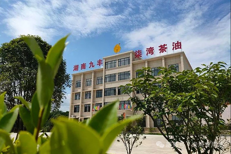 走进柒湾油茶天下丨小小“黄金果”，，，，，铺满“致富路”